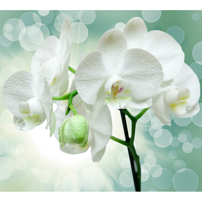 Фотообои DIVINO Веточка орхидеи T-175