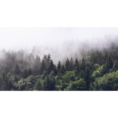 Фотообои DIVINO Туманный лес 4 T-330